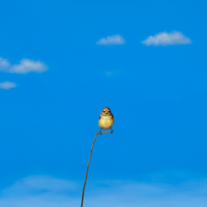 The Godfather Framed Edition