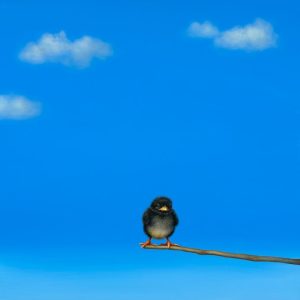 Winona Framed Edition